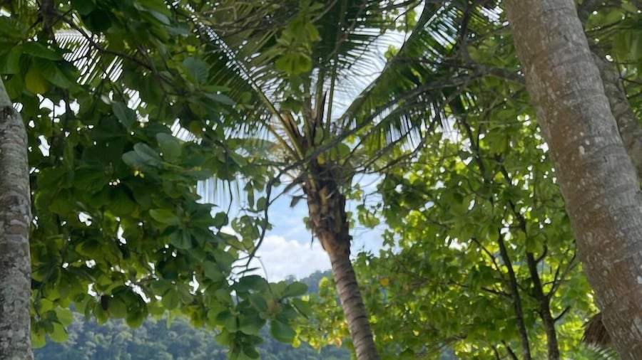 Coralview Bluestar Perhentian