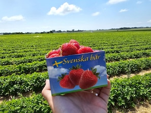 A hand holding a box of strawberries labeled "Svenska bä". - 4 Person Holiday Park Home in Testby (Malmö)