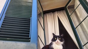 A black and white cat sitting at the threshold of a doorway with a green shutter and white curtains. - Little apartment at André's a few minutes from the center of Lecce (Lecce)