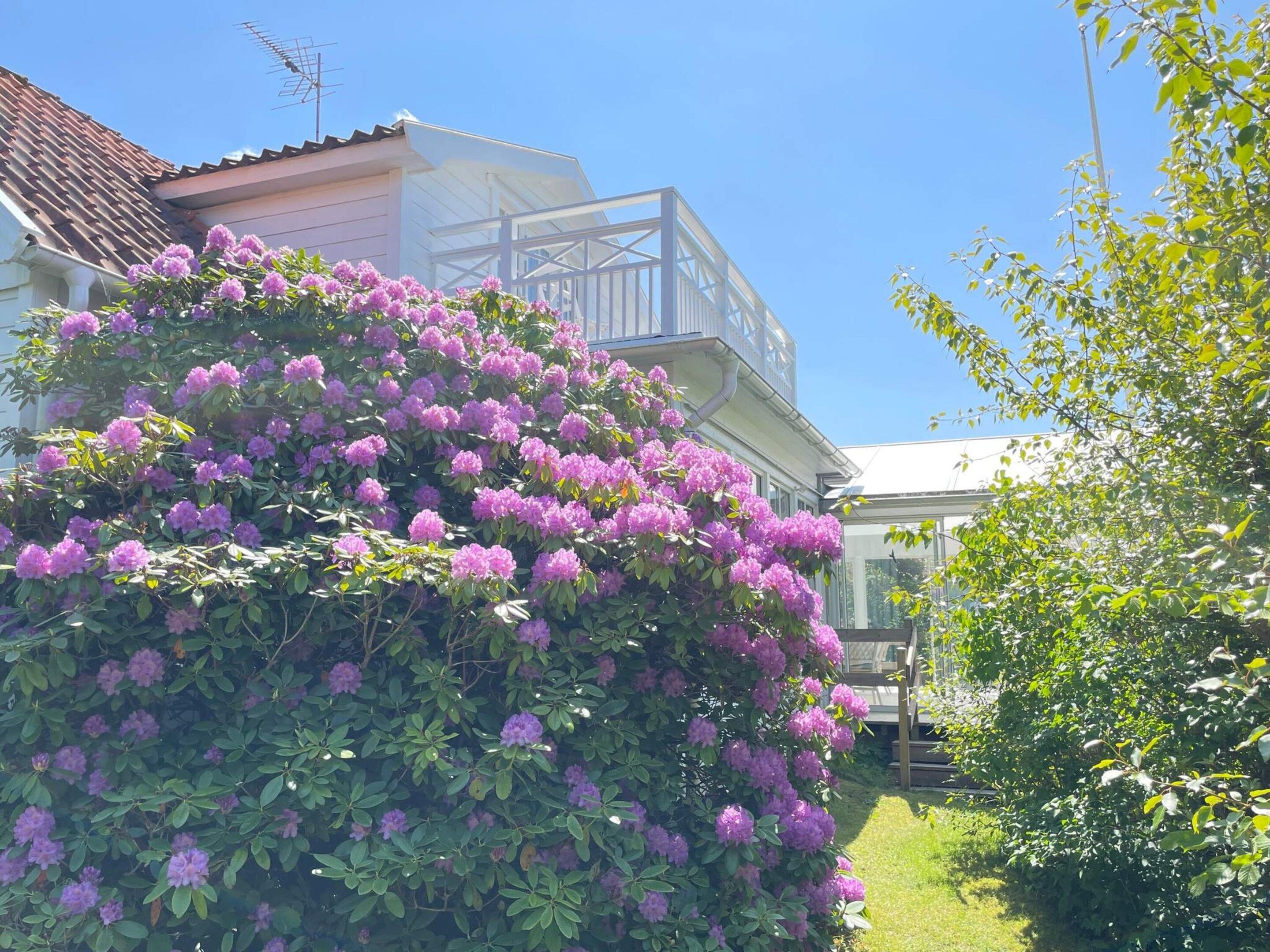 A house with a balcony, surrounded by lush greenery and flowering bushes.