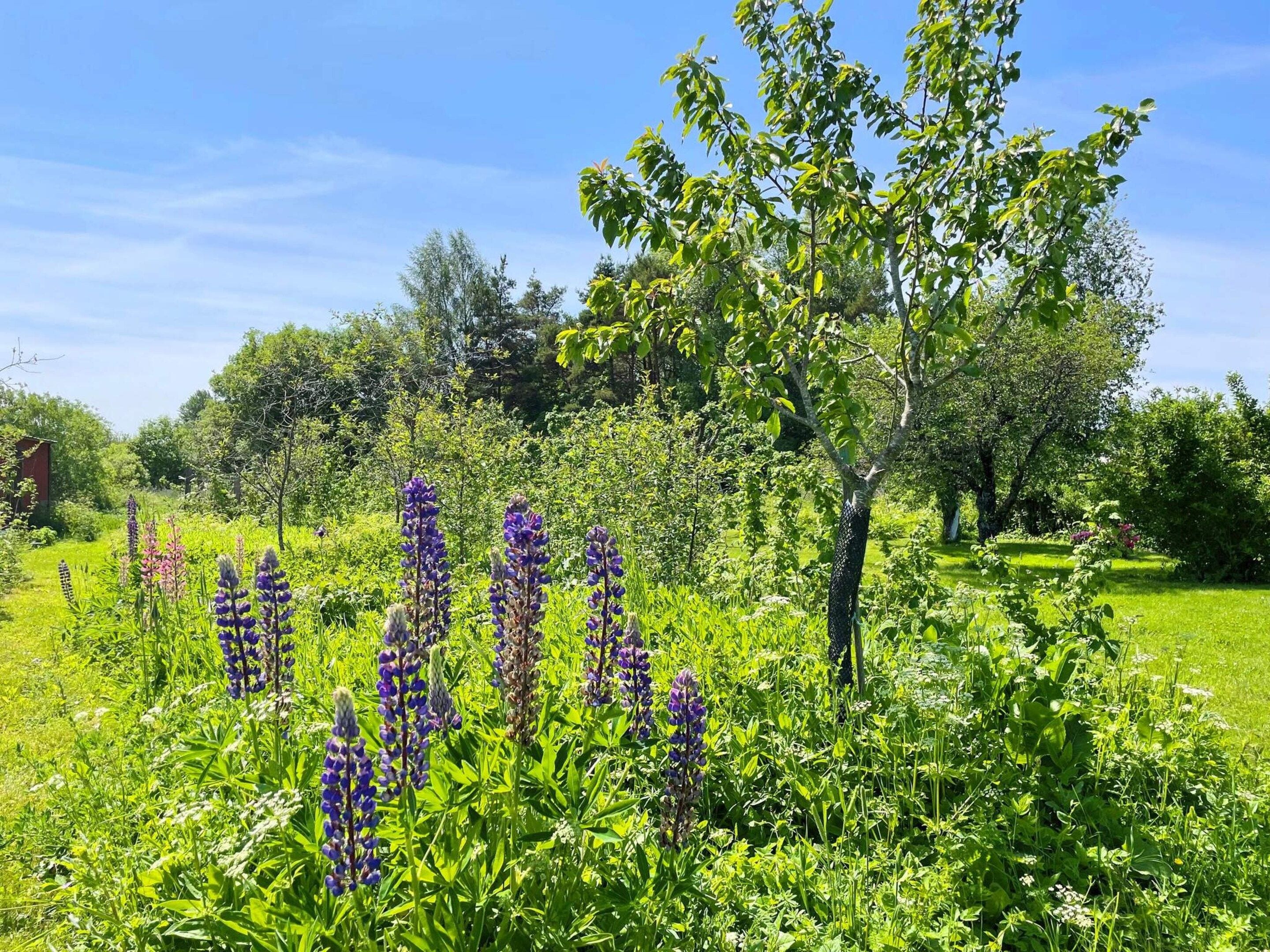 Un champ verdoyant et luxuriant, parsemé de hautes fleurs violettes et abritant une grande variété d’arbres.