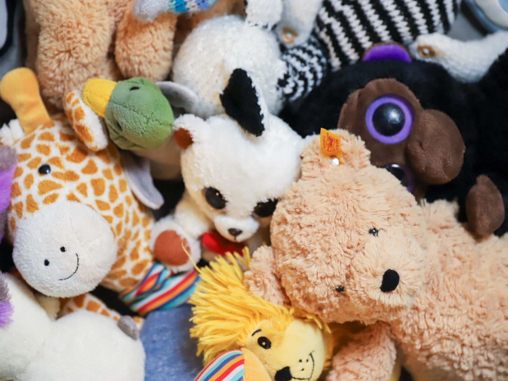 Una colección de peluches que incluye una jirafa, un oso blanco, un león, un mono y un oso marrón.