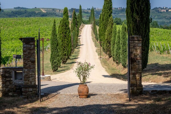 Une route de campagne traverse un vignoble, bordée de piliers en pierre et agrémentée d’une plante en pot à l’entrée.