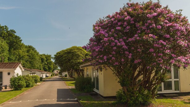 A row of single-story houses with a central tree bearing pink flowers. - Wonderful private villa for 4 guests with WIFI, TV and patio (Bodmin)