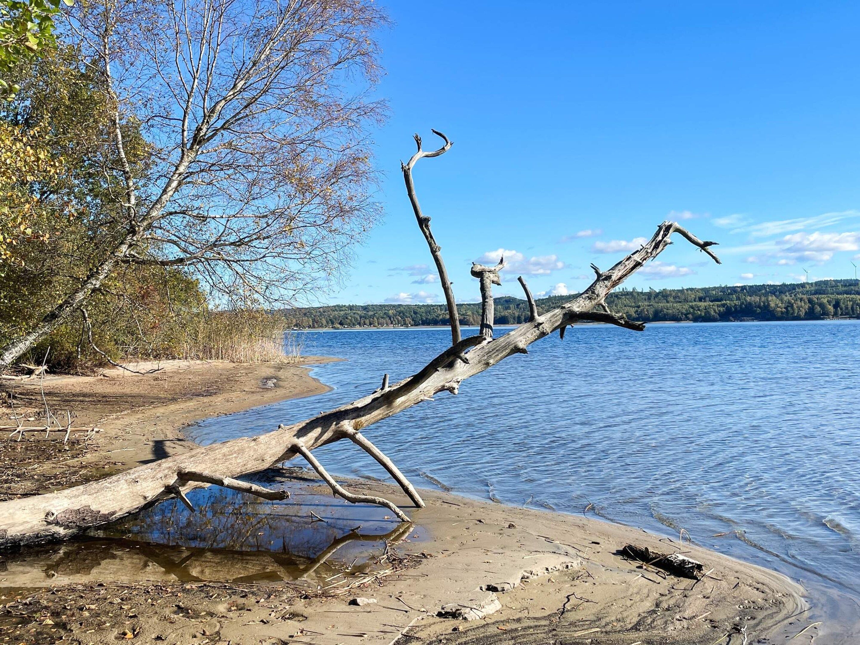 A natural landscape with a fallen tree on a sandy shore by a calm lake.