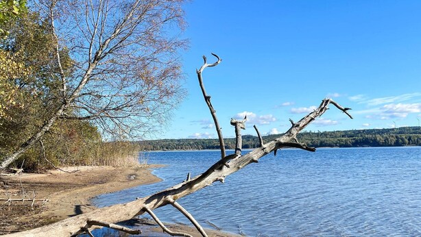 A fallen tree on a lakeshore with clear water and a forested background.