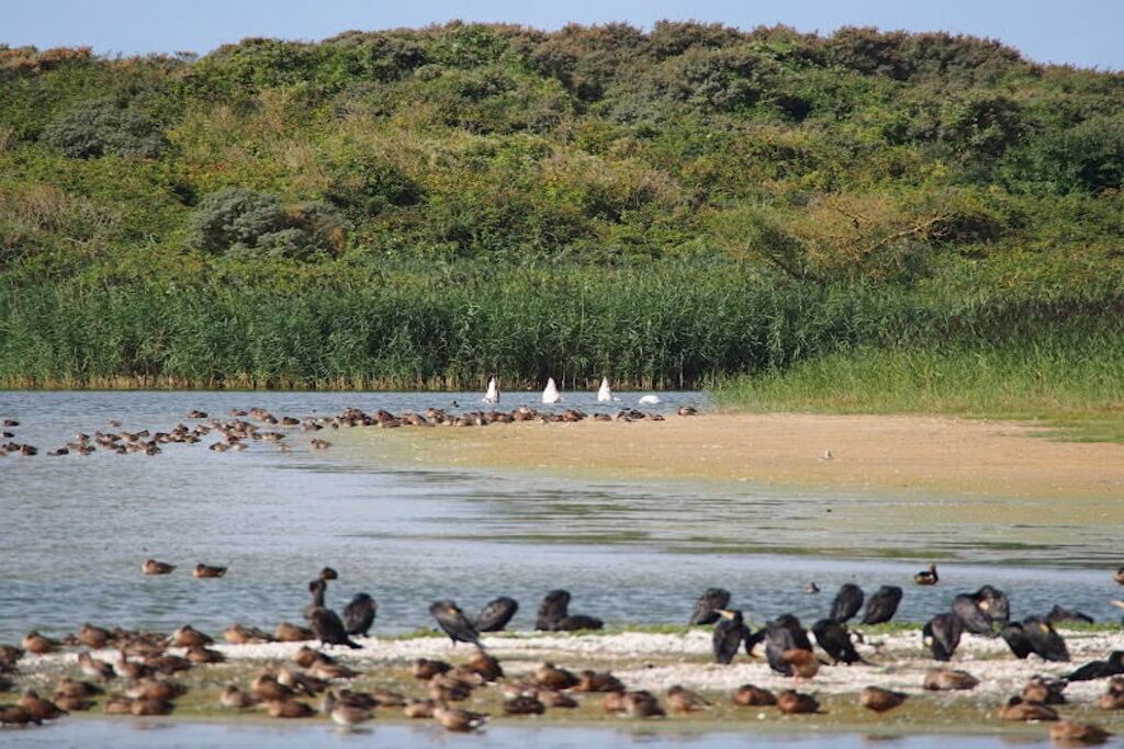 Un paisaje natural con una masa de agua, una orilla arenosa y abundante vegetación al fondo.