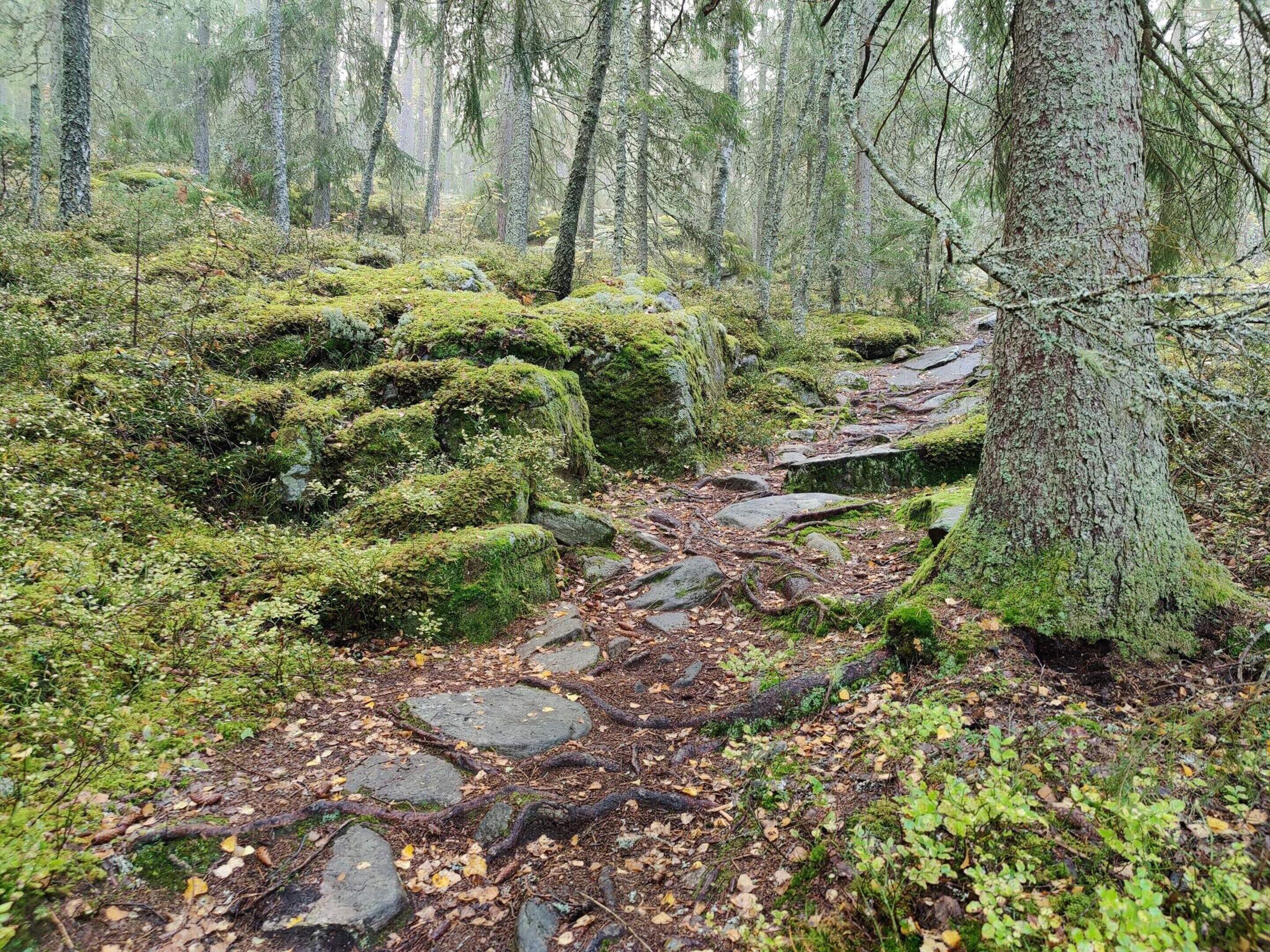 Un sentier forestier bordé de rochers et d’arbres couverts de mousse.