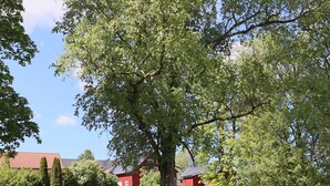 A rural landscape with a large tree, red buildings, and a grassy field. - 4 Person Holiday Home in Ullared (Ullared)