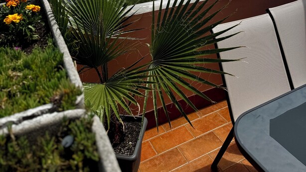 Une terrasse avec vue sur la mer, une statue et des plantes en pot.