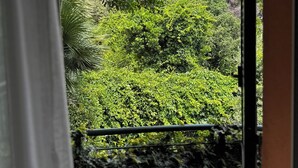 Une vue d’un paysage luxuriant et verdoyant, avec un feuillage dense et de nombreux arbres.