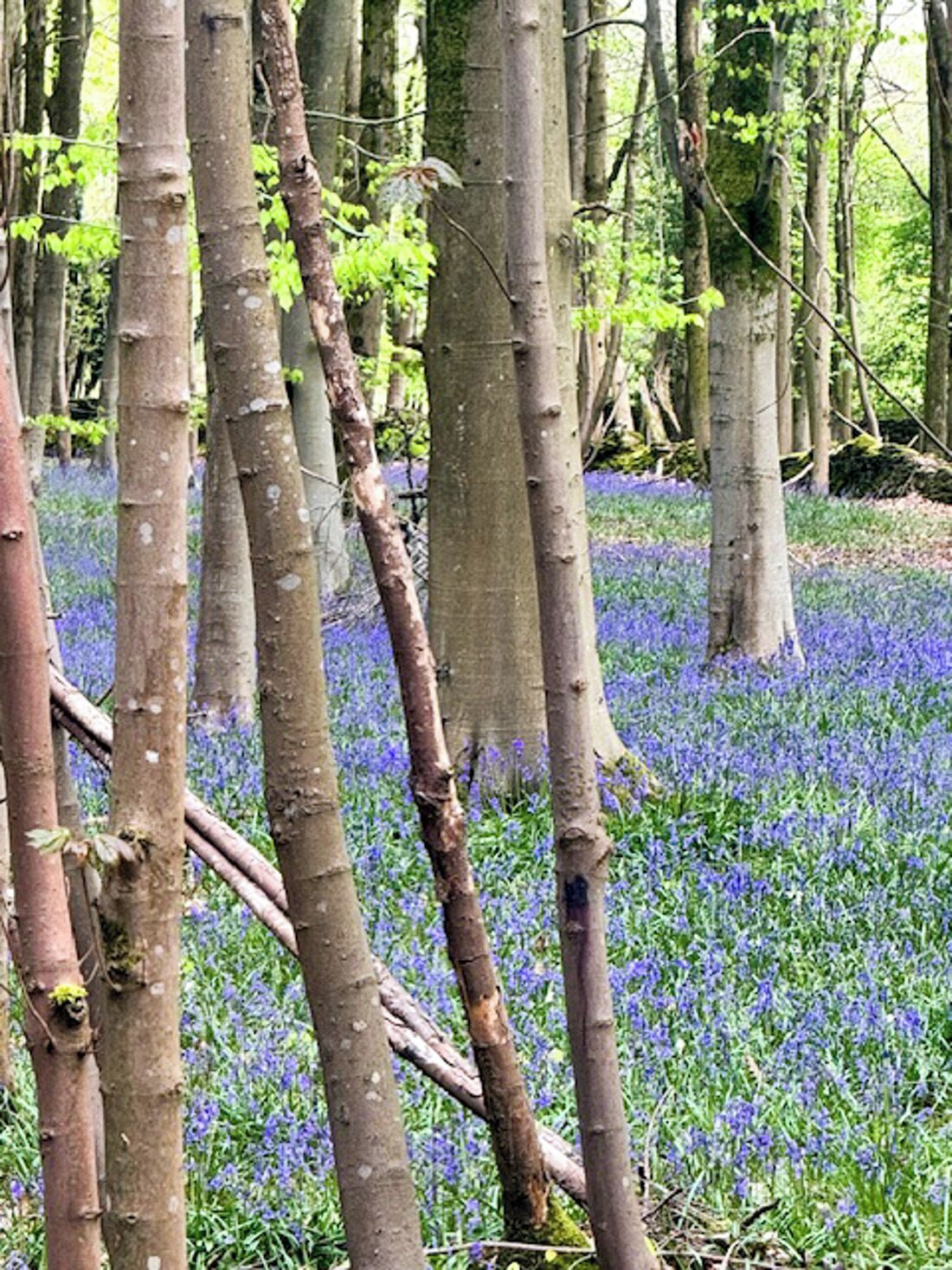 A forest with trees and a carpet of blue flowers.