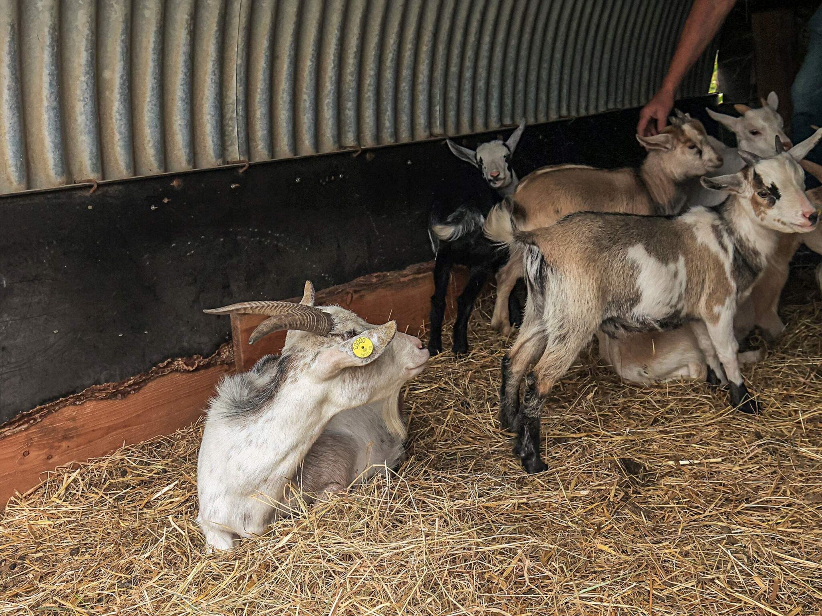 Un groupe de chèvres dans une grange, avec un mur en tôle ondulée et une litière de paille.