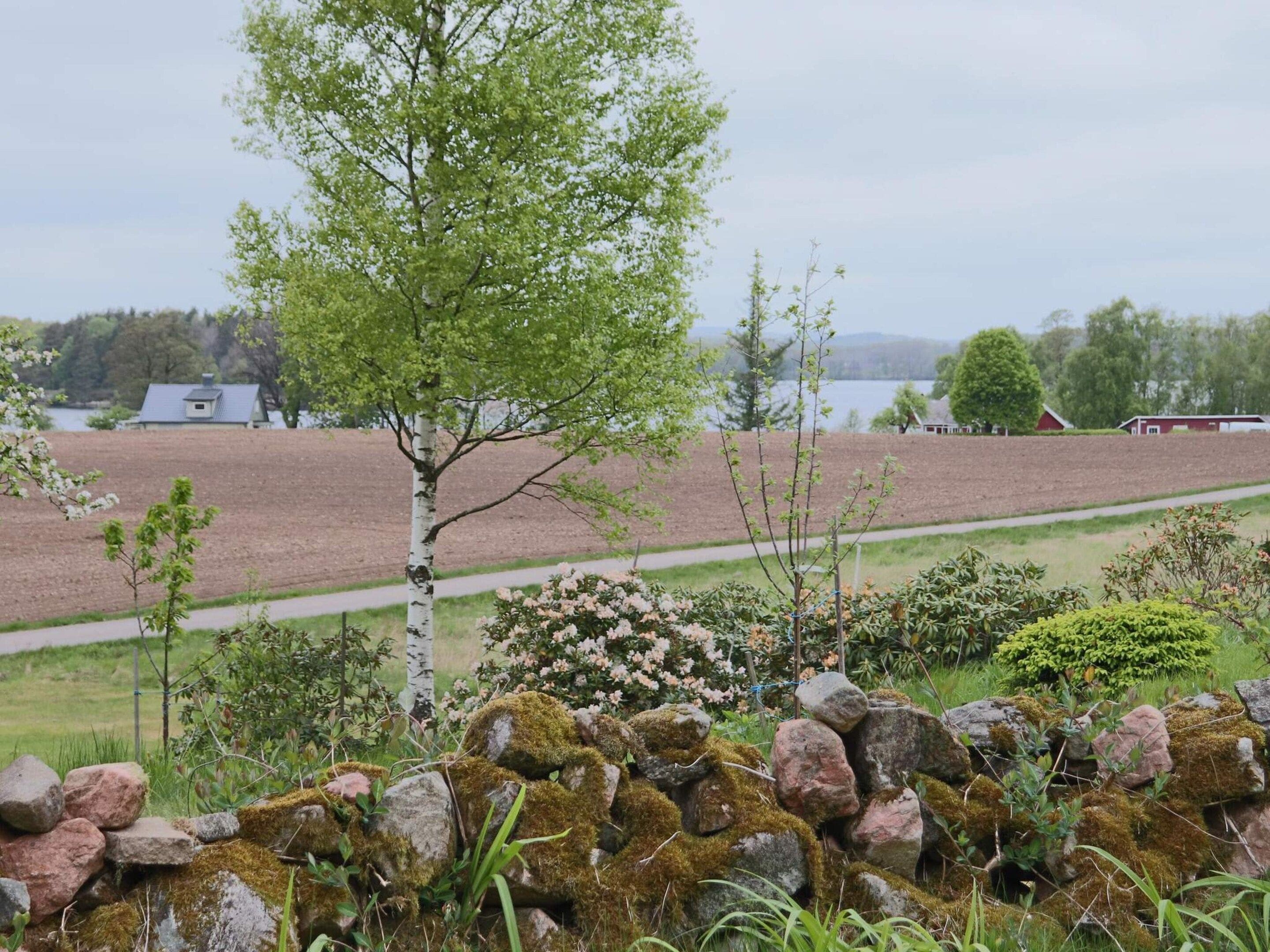 A rural landscape with a stone wall, a birch tree, and a field.