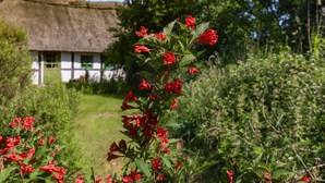 Ein reetgedecktes Häuschen mit weißer Fassade und grüner Tür, umgeben von üppiger Vegetation und roten Blüten.