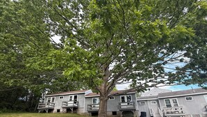 Una casa de dos pisos con un gran árbol en el frente.