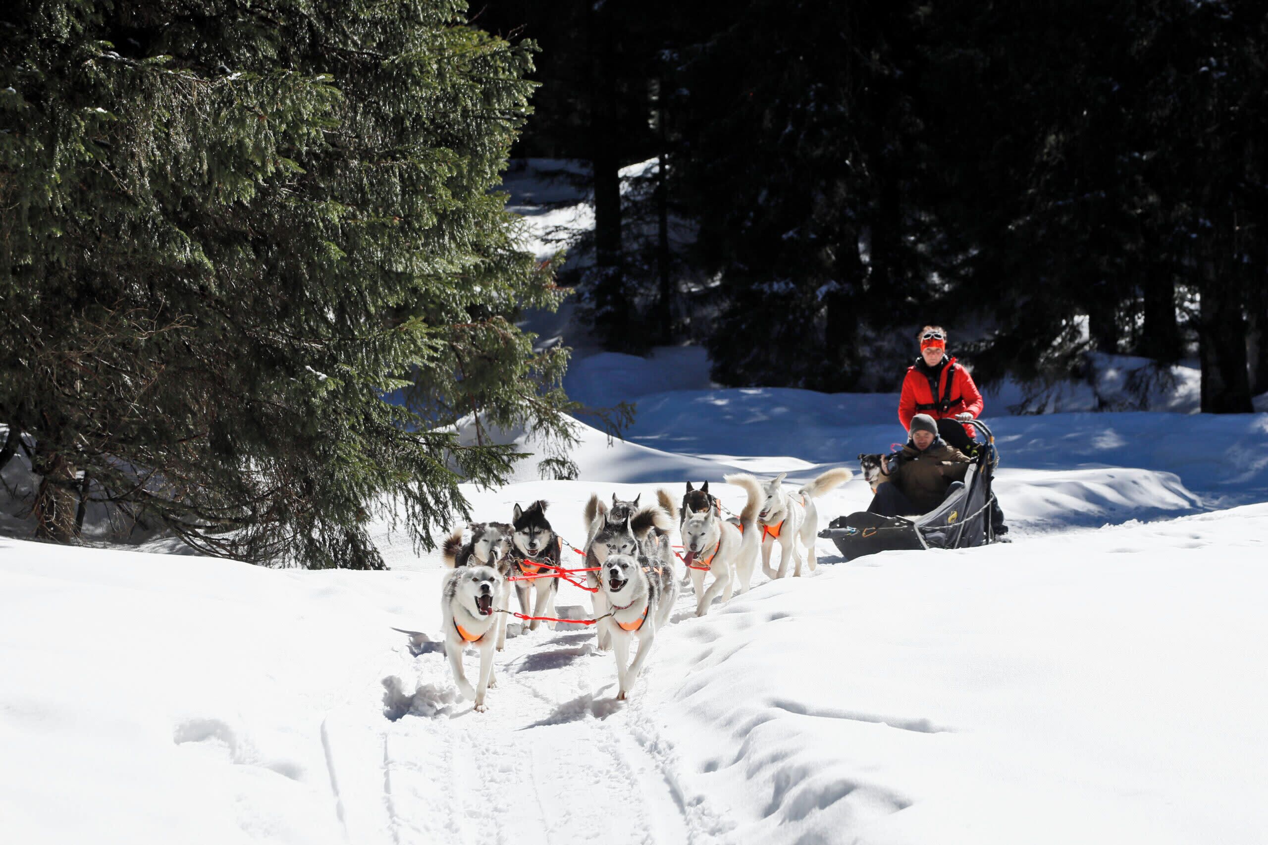 Una persona con una chaqueta roja guiando un equipo de perros de trineo por un paisaje nevado con árboles.