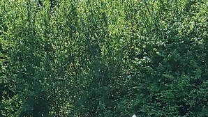 A tent with a table and chairs in a grassy area surrounded by trees. - "Sur les prés" is a tent set up in a meadow, 100% natural. (Ohey)