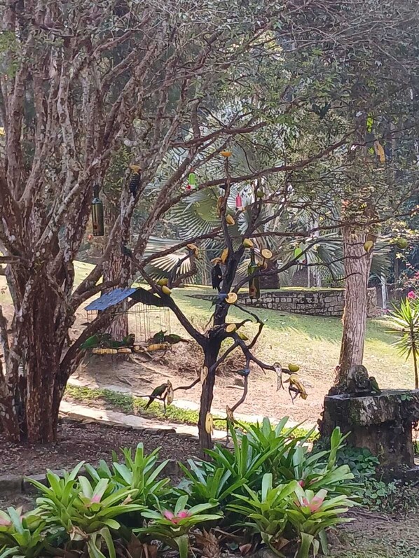 Un árbol con pájaros, una estructura de piedra y plantas verdes.