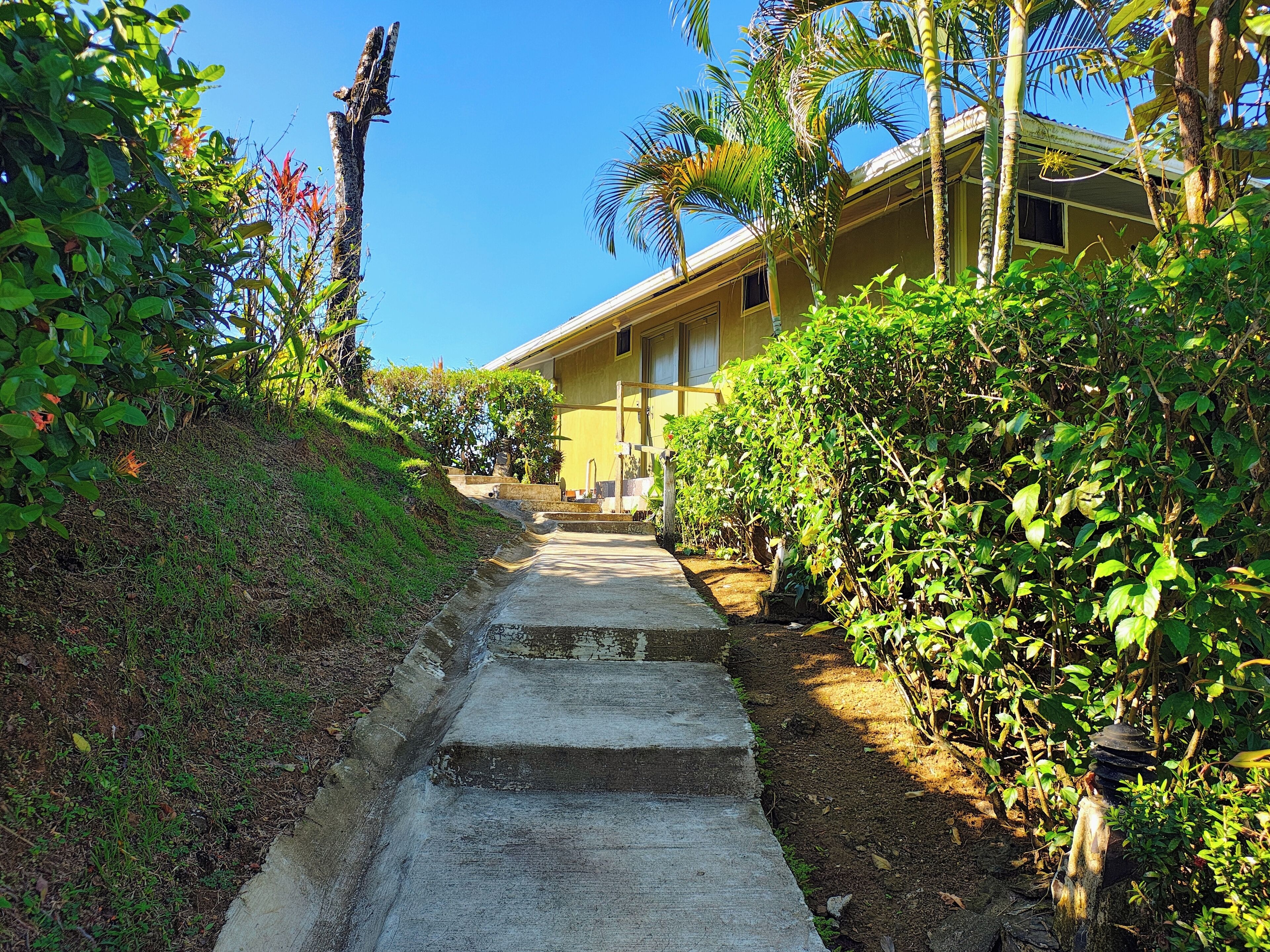 A pathway leading to a building surrounded by lush greenery and palm trees.
