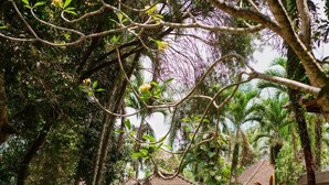 A pathway leading to a traditional building with a tiled roof, surrounded by lush greenery and palm trees.