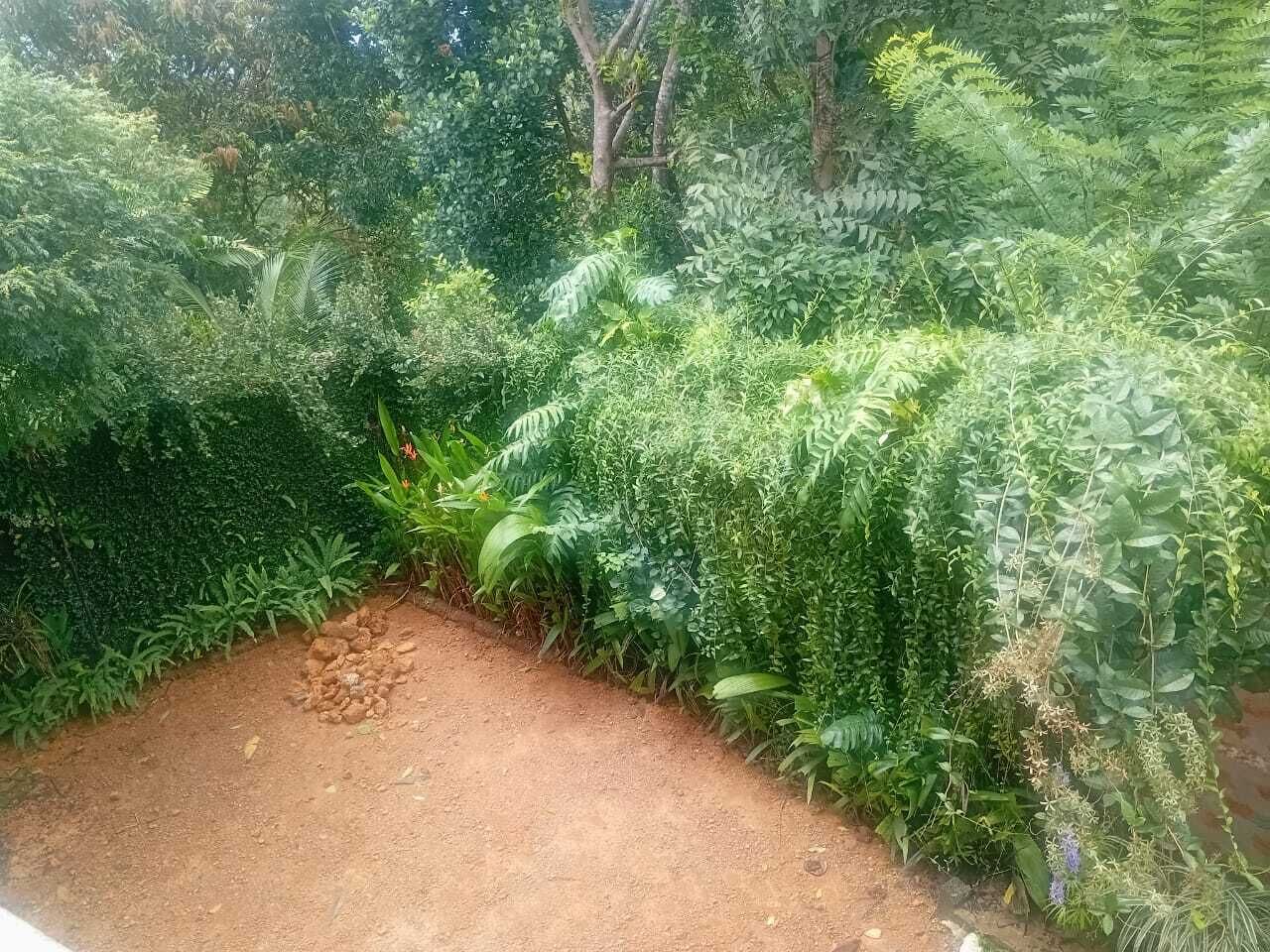 Un jardín con follaje denso y un sendero de tierra.