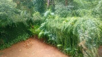 Un jardín con follaje denso y un sendero de tierra.
