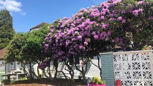 Ein Garten mit einem blühenden Baum, einer Topfpflanze und einem weißen Gitterzaun.