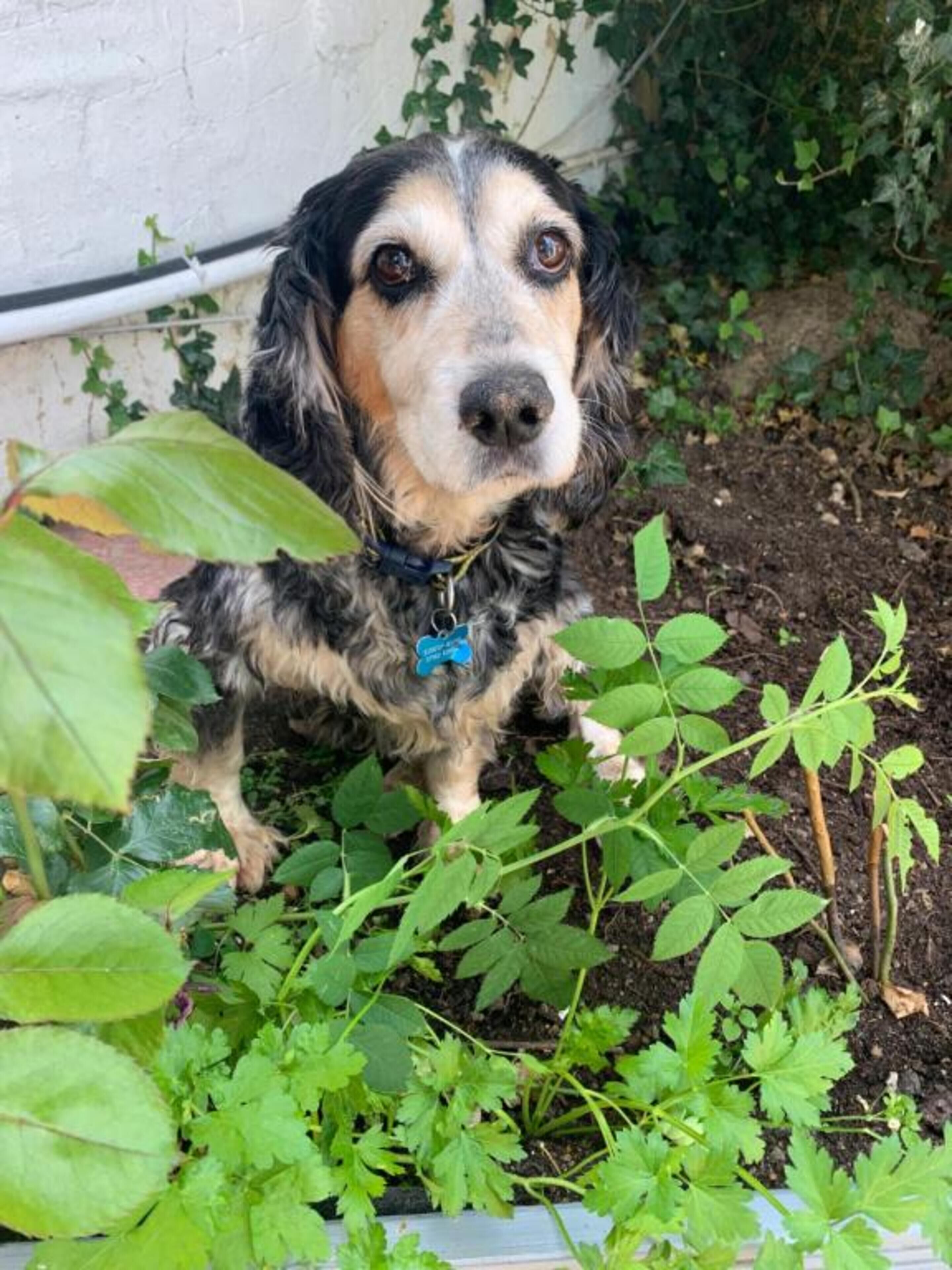 Un chien est assis dans un jardin, entouré de différentes plantes, avec un mur blanc en arrière-plan.