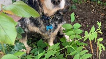 A dog sitting in a garden with various plants and a white wall in the background.