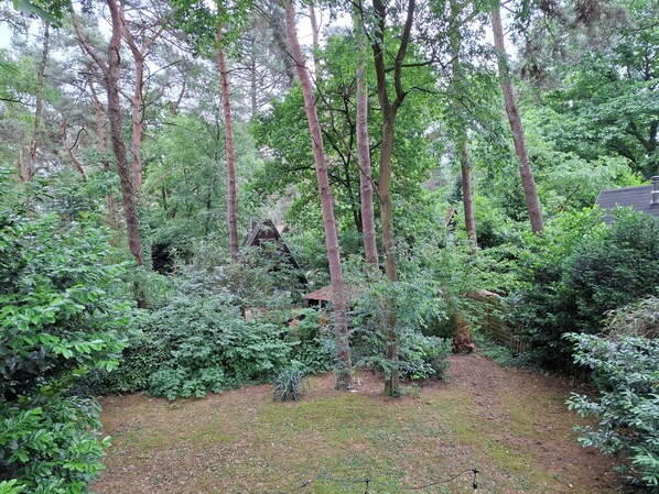 A forested area with a small building surrounded by tall trees and dense undergrowth.