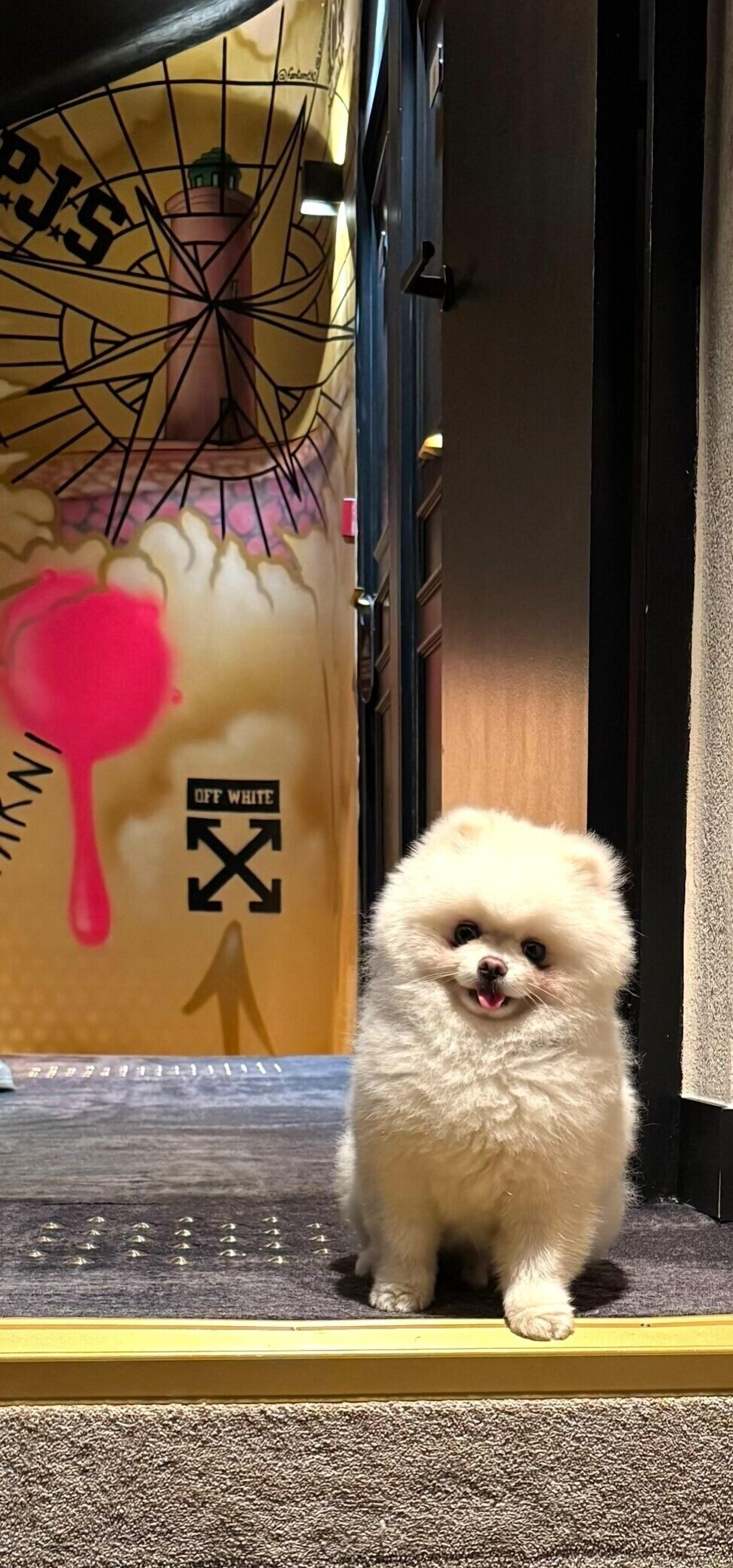 A small white dog standing on a carpeted step.