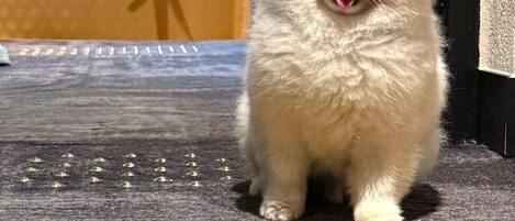A small white dog standing on a carpeted step.