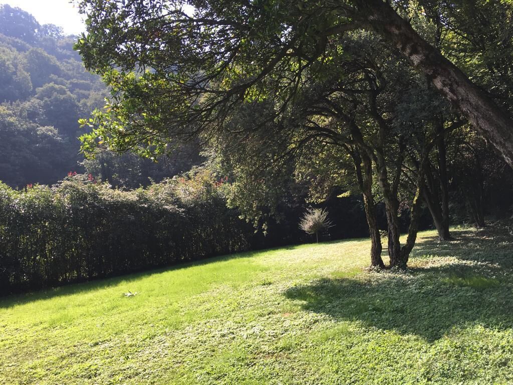 Eine begrünte Fläche mit Bäumen und einer Hecke.