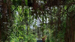 Un chemin de pierres bordé d’une végétation luxuriante et de plantes.