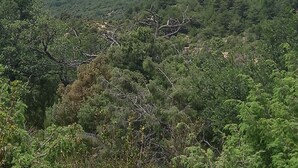 منوع