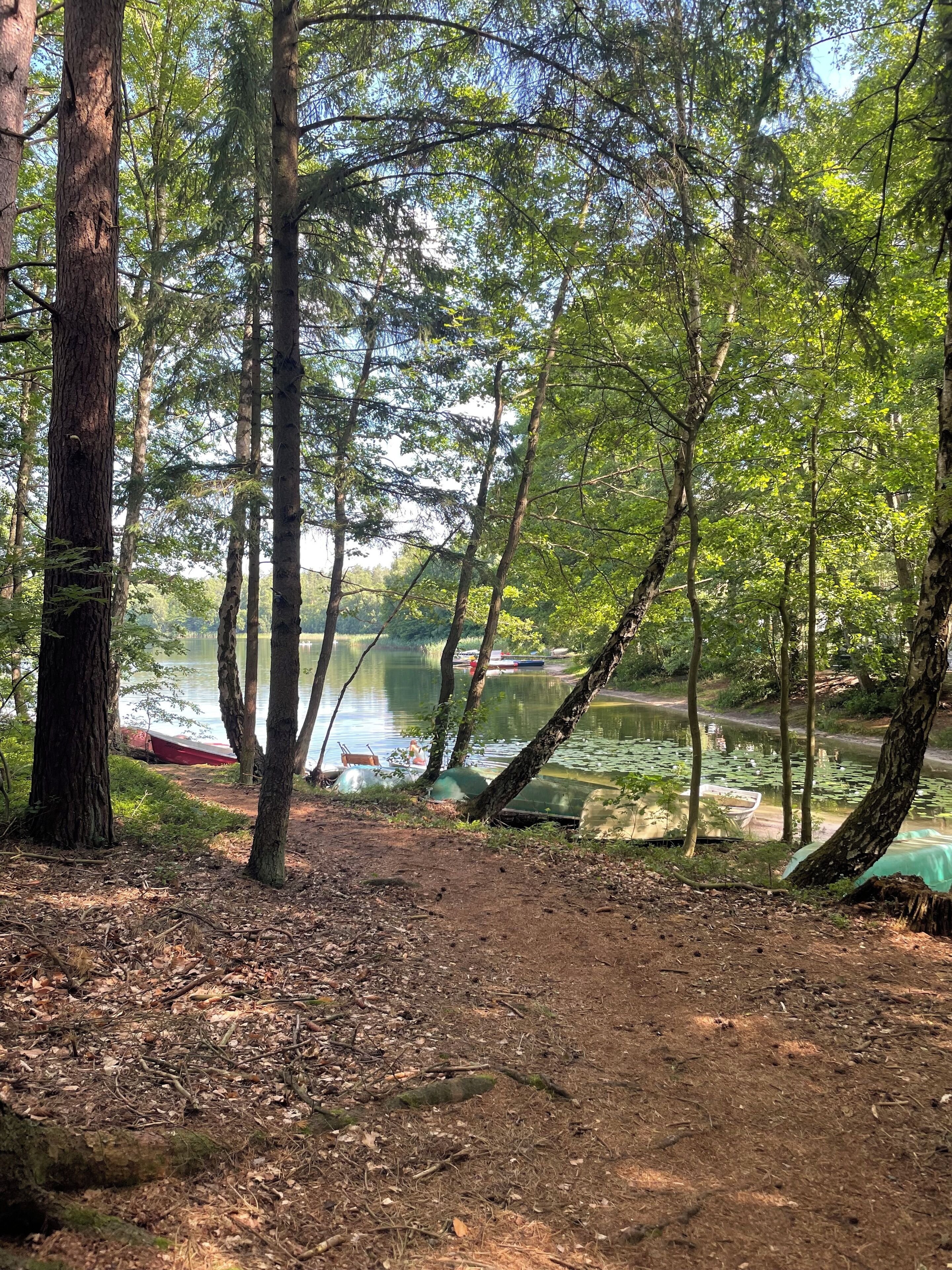 Skovområde med sø, både og en jordvej.
