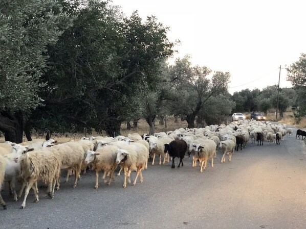A herd of sheep crossing a road with trees on the side.