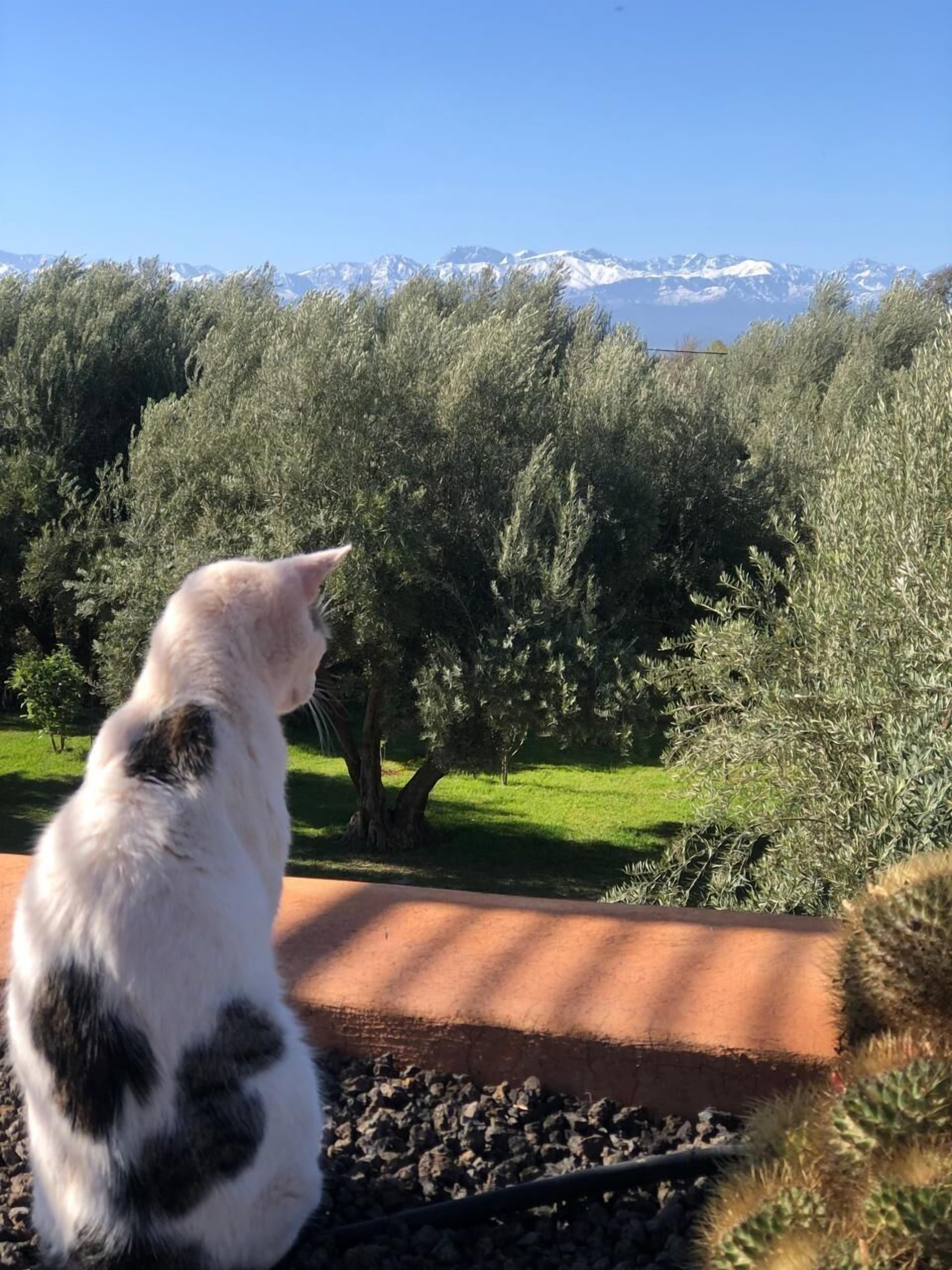 Photo - Jardin Sakina - Séjour paisible avec soins bien-être, à 35 minutes de Marrakech