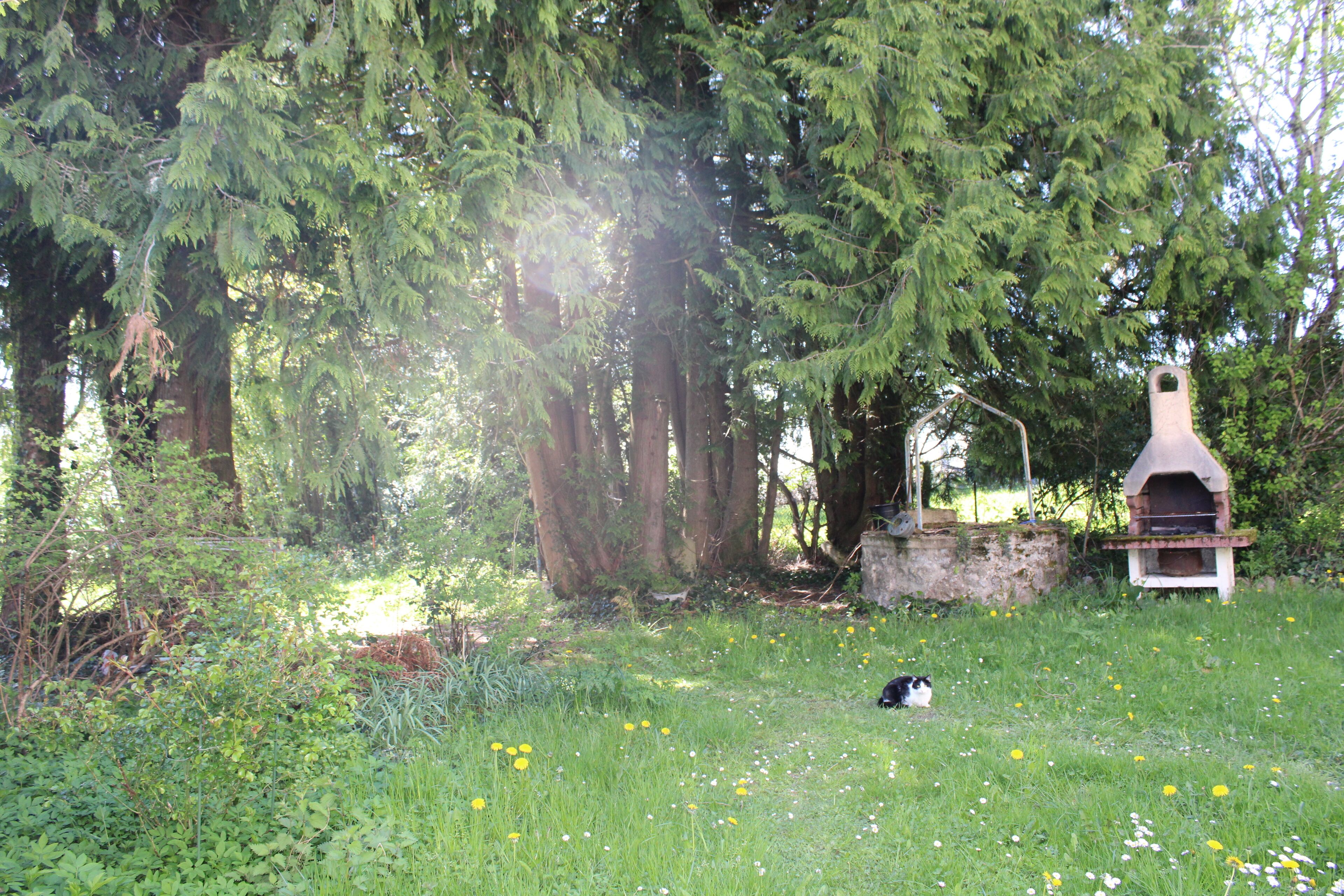 A natural outdoor area with a stone structure, possibly a bird feeder, surrounded by tall trees and a grassy field.
