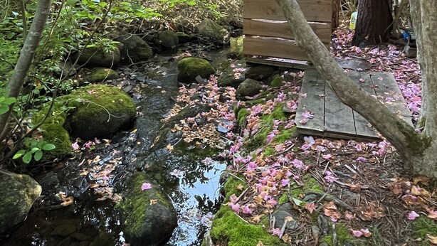 Entorno natural al aire libre con un puente de madera sobre un arroyo, rodeado de árboles y follaje.