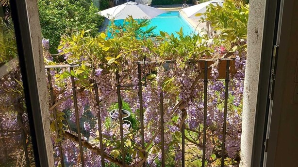 A view of a swimming pool surrounded by lush greenery and a pergola with purple flowers.