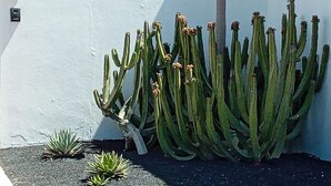Une rangée de cactus se dresse devant un mur blanc, sur lequel on peut lire l’inscription « CASA PRINCESA ».