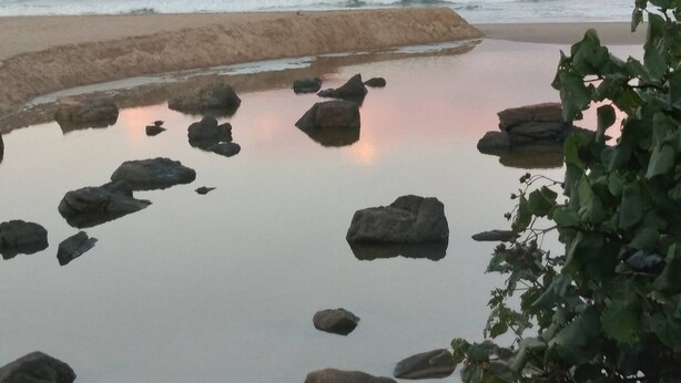 Ein Strand mit Felsen im Wasser und einer Pflanze im Vordergrund.