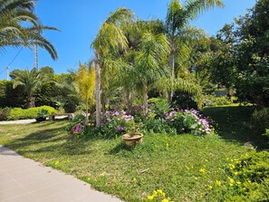 A garden with palm trees, a pathway, and various plants.