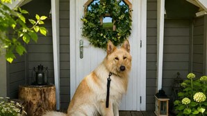 A dog sitting on a wooden porch with a white door, a wreath, and a lantern.