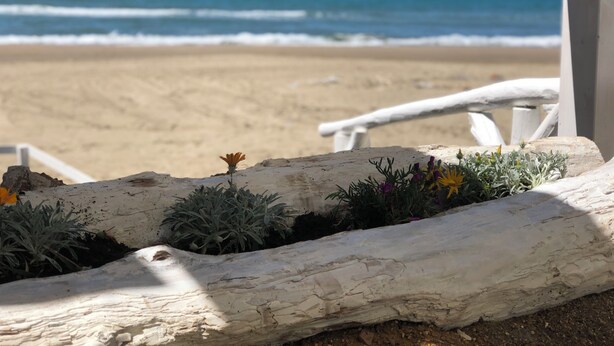 A beach view with a wooden log planter with plants and flowers.