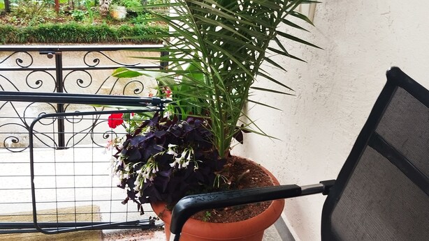 A potted plant on a balcony with a metal railing and a black chair.