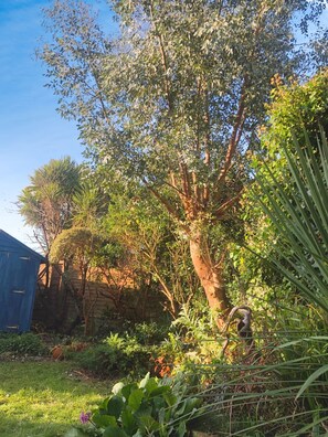 Property grounds - Kildare (Ventnor)