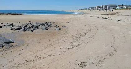 Reno'd 7-bedroom getaway steps from Hampton harbor 5 min walk to Seabrook Beach!